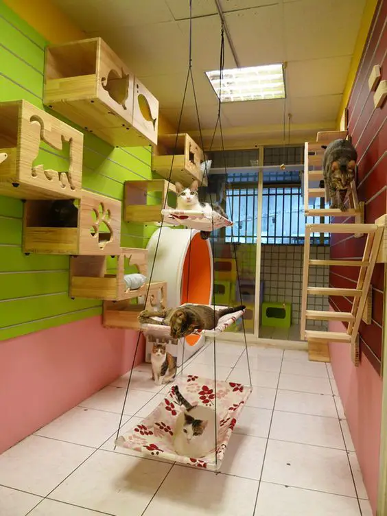 Cool Cat Room Ideas For Multiple Cats Using Cat Shelves And Hammocks.