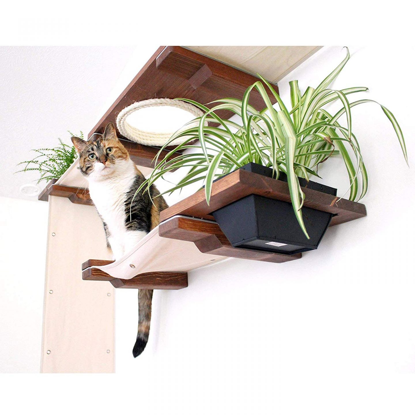 Nontoxic plants and edible plants for cats, like catnip and cat grass are great to place in your garden cat shelf kit.