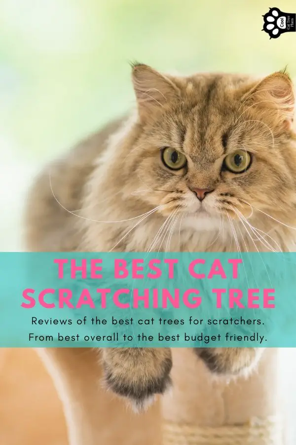 The best cat scratching tree, reviews of the best cat trees for scratchers.  From best overall to the best budget friendly.