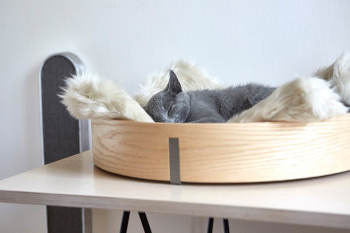 Modern cat beds are the perfect balance of looking good in your home while still being functional for your cat.