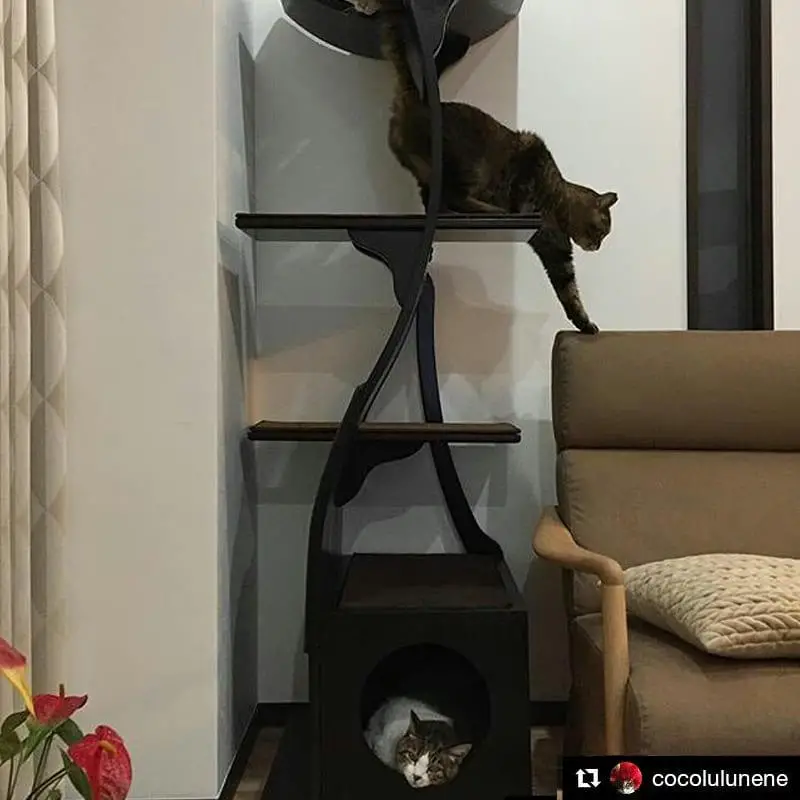 You can see a happy costumers cats enjoying the tall wood cat tree for apartment dwellers.  It's nestled between the couch and wall, nice and out of the way.