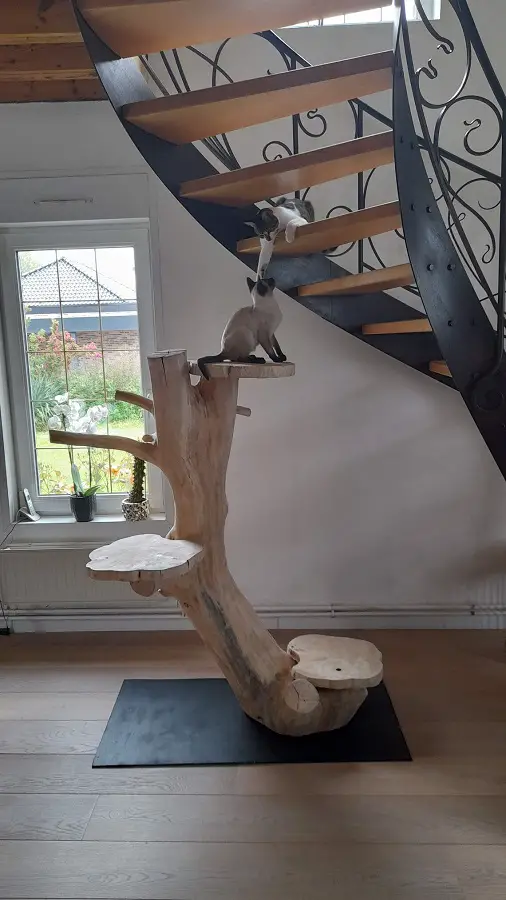 A solid wooden cat tree no carpet made from a real tree trunk.