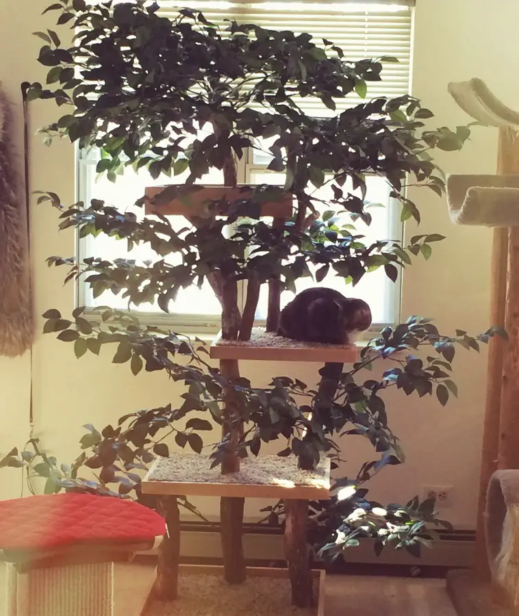 This cat tree looks like a tree, it has minimal carpet and natural tree branches.  This is a huge showstopper.